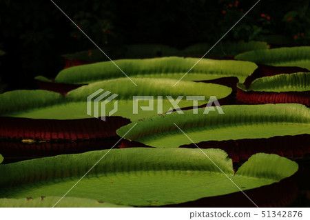 Plants large Lely in water 51342876