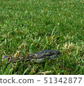 Diamond python slithering through the grass in a 51342877