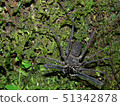 A large scorpion spider on a tree in the Amazone 51342878