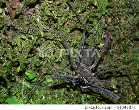 A large scorpion spider on a tree in the Amazone 51342878