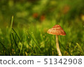 A small mushroom growing in a field of grass 51342908