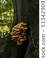 small group of yellow mushrooms growing on the 51342909