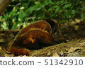 Woolly monkey or chorongo lying on the forest 51342910