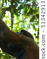Woolly monkey looking up in the sky 51342913