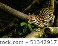 Ocelot sitting on a branch with a golden fur 51342917
