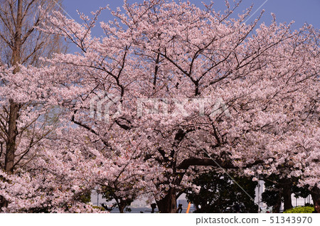 Yamashita Park 51343970