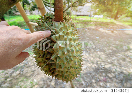 Ripe Monthong Durian on tree in agricultural 51343974