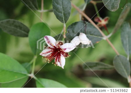 水果 菠蘿番石榴 花feijoa漂亮的綠色 照片素材 圖片 圖庫