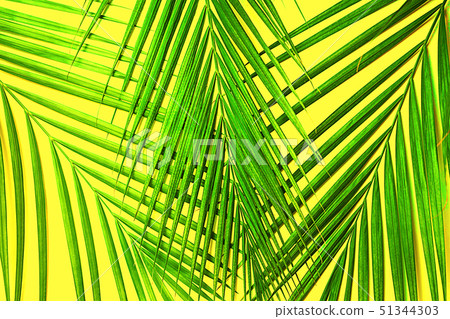 Tropical green palm leaves on yellow background. Isolated 51344303