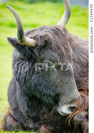 Resting Domestic Yak Resting Domestic Yak 51344479