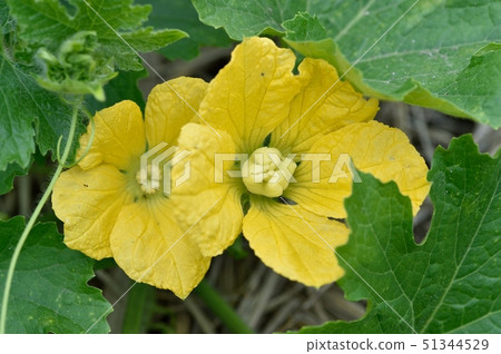 Togan female and male flowers Togan female and male flowers 51344529