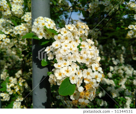 Beautiful white flowers on the branches of trees Beautiful white flowers on the branches of trees 51344531
