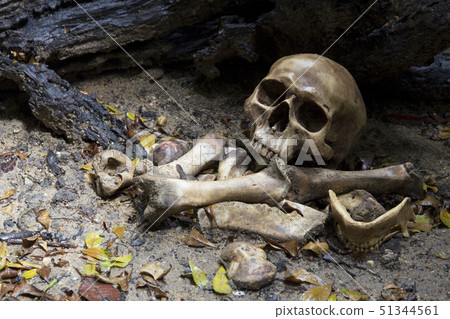 Skull and bones digged  in the  pit   51344561