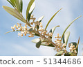 Olive flower Albequina 51344686