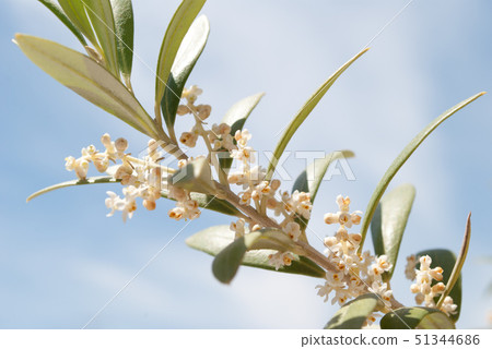 橄欖花Albequina 51344686