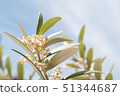 Olive flower Albequina 51344687