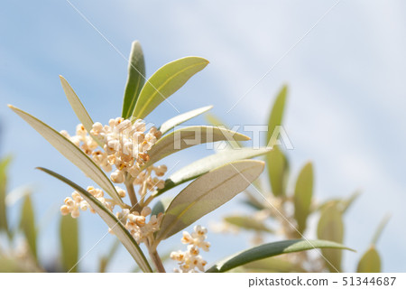 橄欖花Albequina 51344687