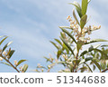 Olive flower Albequina 51344688