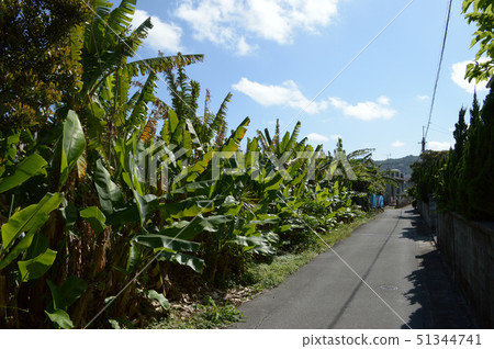 種植熱帶植物的單一道路 51344741