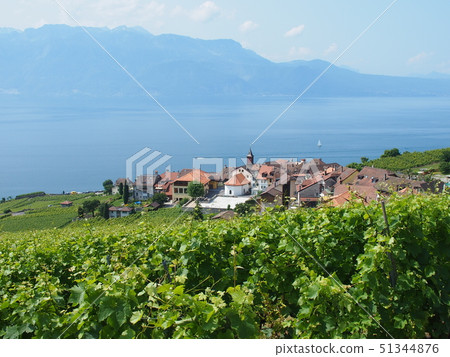 Vineyards of Lavo-district against the backdrop of Lake Leman Vineyards of Lavo-district against the backdrop of Lake Leman 51344876