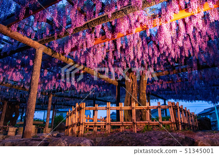 The wisteria-light up ... of Tennogawa Park The wisteria-light up ... of Tennogawa Park 51345001