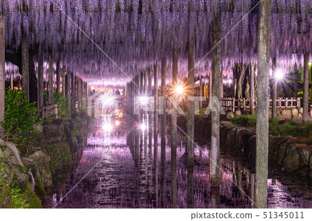 紫藤燈照亮了Tennogawa公園 51345011