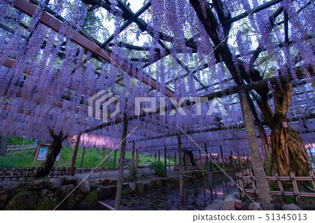 紫藤燈照亮了Tennogawa公園 紫藤燈照亮了Tennogawa公園 51345013