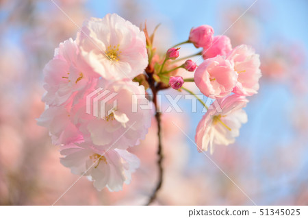 Cherry Blossoms Cherry Blossoms 51345025