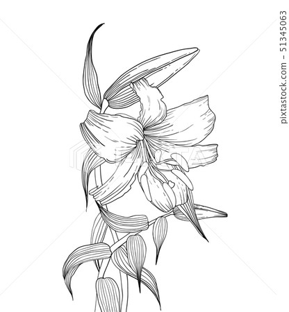 Lilies flowers, ink hand drawn style Lilies flowers, ink hand drawn style 51345063
