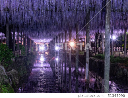The wisteria-light up ... of Tennogawa Park The wisteria-light up ... of Tennogawa Park 51345090