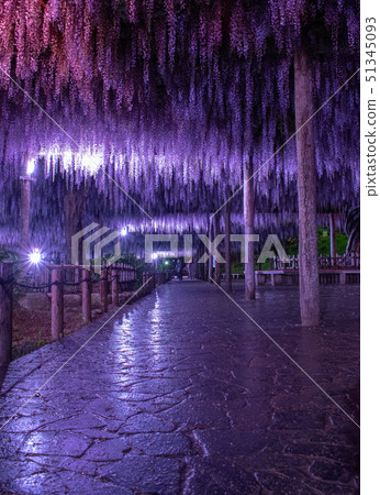 The wisteria-light up ... of Tennogawa Park The wisteria-light up ... of Tennogawa Park 51345093