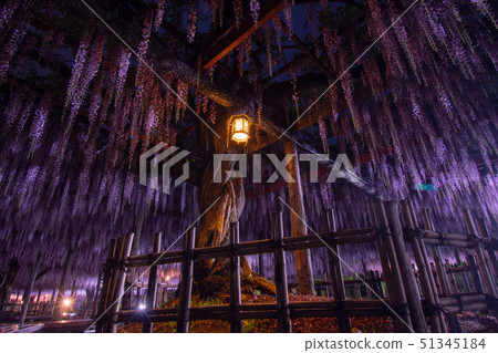 紫藤燈照亮了Tennogawa公園 51345184