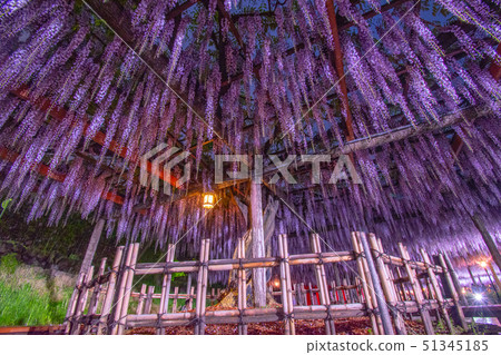 紫藤燈照亮了Tennogawa公園 51345185