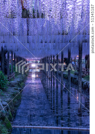 紫藤燈照亮了Tennogawa公園 紫藤燈照亮了Tennogawa公園 51345187