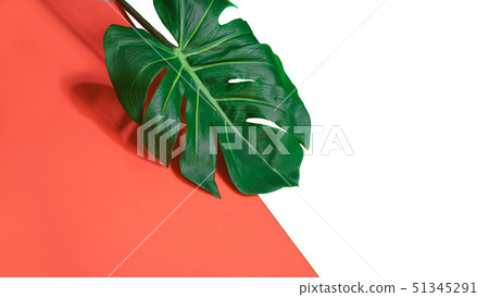 Tropical green palm monstera leaf or swiss cheese plant on pink coral and green background. Tropical green palm monstera leaf or swiss cheese plant on pink coral and green background. 51345291