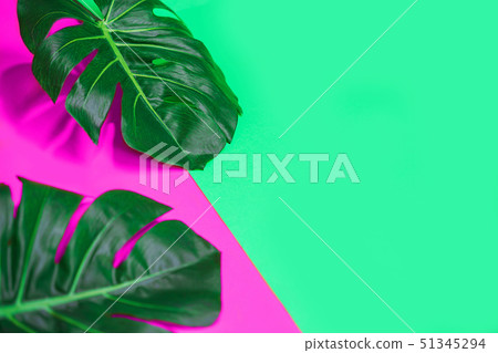 Tropical green palm monstera leaves or swiss cheese plant on pink and green background. Tropical green palm monstera leaves or swiss cheese plant on pink and green background. 51345294