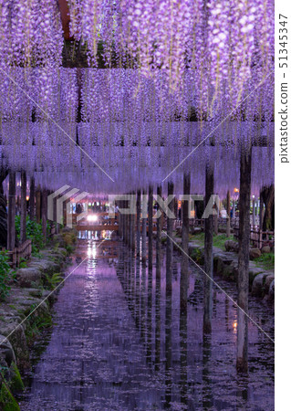 紫藤燈照亮了Tennogawa公園 紫藤燈照亮了Tennogawa公園 51345347