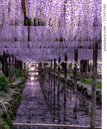 紫藤燈照亮了Tennogawa公園 紫藤燈照亮了Tennogawa公園 51345348