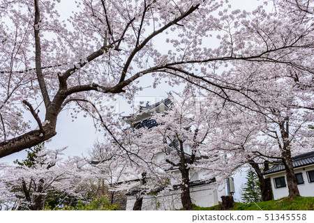 Yokote Castle Cherry Blossom Festival Yokote Castle Cherry Blossom Festival 51345558