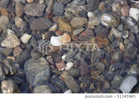 Wild Big Bee (Bee Bee) 51345965