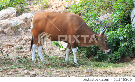 close up of Banteng (Bos javanicus) 51346569