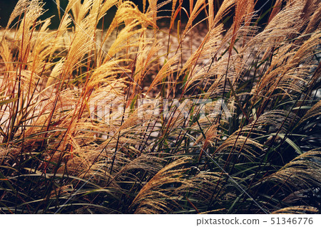 Miscanthus in autumn 51346776