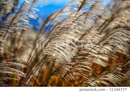 Miscanthus in autumn 51346777