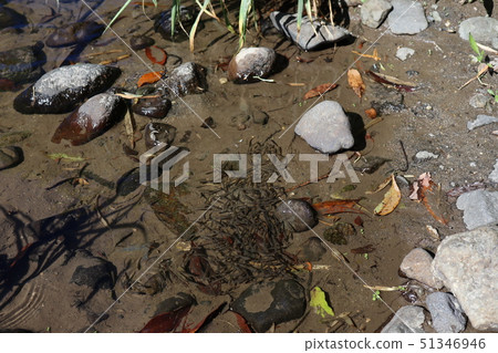 School of fish on the riverside 51346946