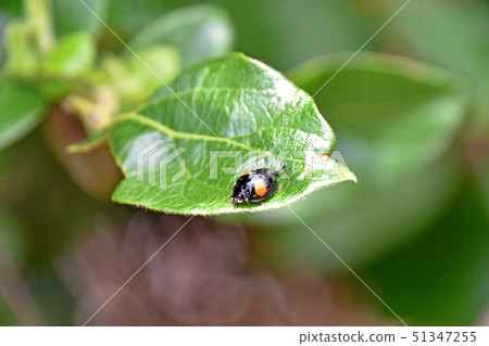 Nami tengu on the leaves of honeysuckle 51347255