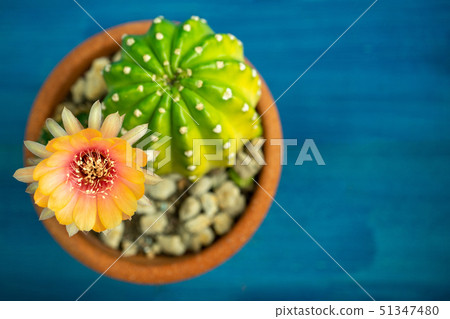 top view of Yellow, orange and red color of 51347480