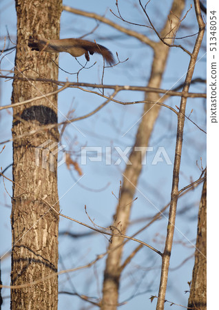 松鼠從樹跳到樹(北海道) 松鼠從樹跳到樹(北海道) 51348054