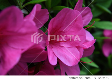 Azalea in full bloom / light day Azalea in full bloom / light day 51349489