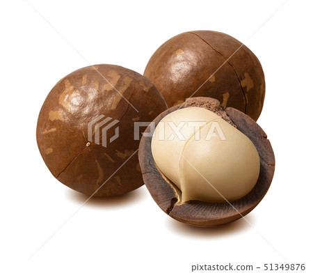 Brown macadamia nuts isolated on white background 51349876