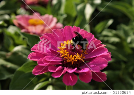 Bee and flower dahlia pink Bee and flower dahlia pink 51350654